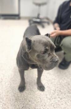 Mastiff and Mixed Breed Dogs Available for Adoption in Gastonia, North Carolina - Stella | PetCurious