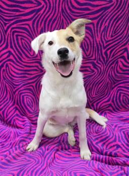 Mixed Breed Dogs Available for Adoption in Frankfort, Indiana - Iris | PetCurious