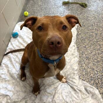Lady -  Mixed Breed Dog for Adoption in Fairport, New York - Lady | PetCurious