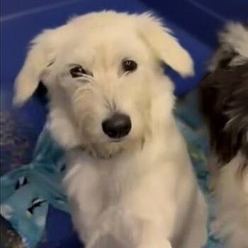 CT Buffy -  Terrier and Mixed Breed Dog for Adoption in Eastford, Connecticut - CT Buffy | PetCurious