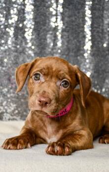Sunshine -  Dachshund and Pit Bull Terrier Dog for Adoption in Yakima, Washington - Sunshine | PetCurious