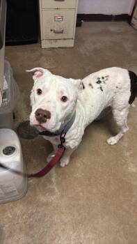 Pit Bull Terrier Dogs Available for Adoption in New Braunfels, Texas - Courage | PetCurious