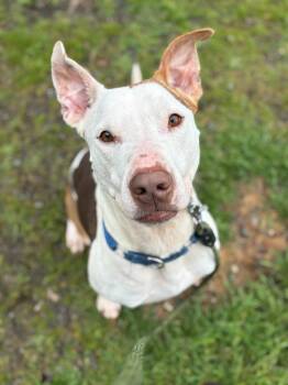 Staffordshire Bull Terrier Dogs Available for Adoption in Santa Monica, California - Ben | PetCurious
