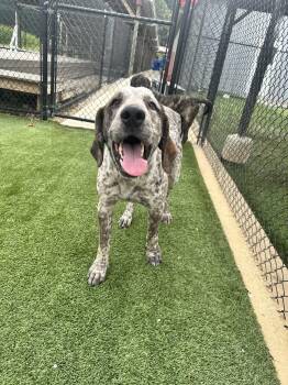 Adam -  Bluetick Coonhound Dog for Adoption in Richmond, Kentucky - Adam | PetCurious