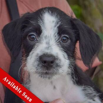 Kitty -  Poodle and Wirehaired Terrier Dog for Adoption in Huntley, Illinois - Kitty | PetCurious