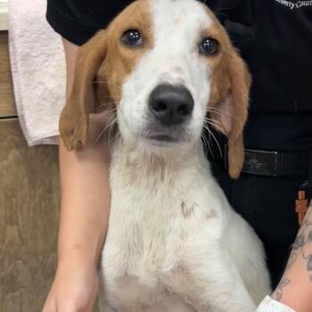 Hound and Beagle Dogs Available for Adoption in Hinesville, Georgia - Racer | PetCurious