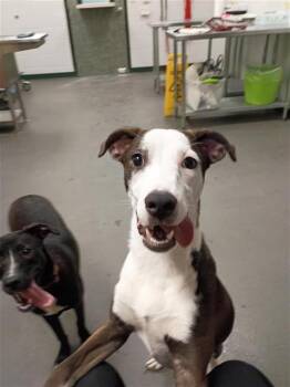 LIL BOY -  Labrador Retriever and Mixed Breed Dog for Adoption in Corpus Christi, Texas - LIL BOY | PetCurious