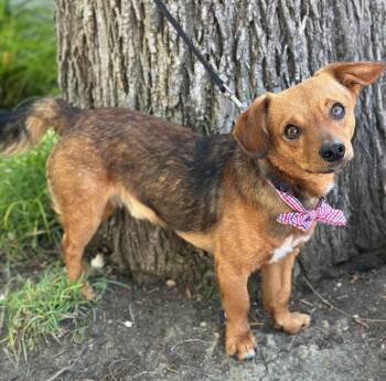 Dachshund Dogs Available for Adoption in Palo Alto, California - Mixtape | PetCurious