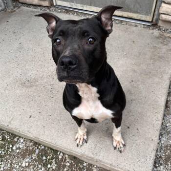 Rylee -  Mixed Breed Dog for Adoption in Fairport, New York - Rylee | PetCurious