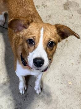 Lovely -  Rat Terrier Dog for Adoption in Petersburg, Virginia - Lovely | PetCurious