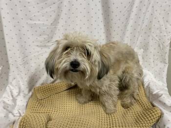 Shih Tzu Dogs Available for Adoption in Modesto, California - A610930 | PetCurious