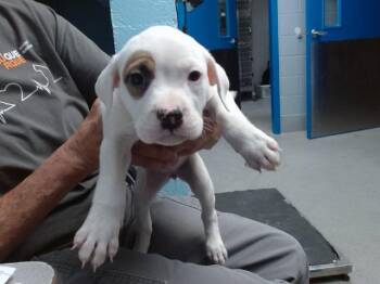MINNIE -  Pit Bull Terrier and Mixed Breed Dog for Adoption in Albuquerque, New Mexico - MINNIE | PetCurious