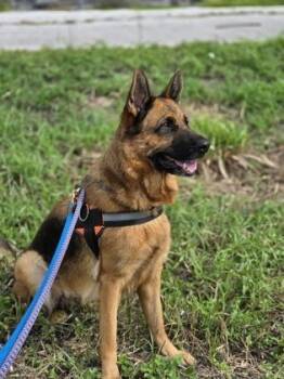 Milady -  German Shepherd Dog Dog for Adoption in Key West, Florida - Milady | PetCurious