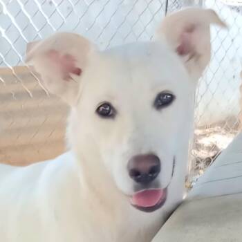 Rescue Labrador Retriever Dogs for Adoption in New York, New York - PALOMA "I Love To Play!" | PetCurious