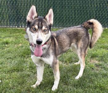 Husky Dogs Available for Adoption - CONCHO | PetCurious