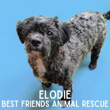 Elodie -  Shih Tzu and Miniature Poodle Dog for Adoption in Wasilla, Alaska - Elodie | PetCurious