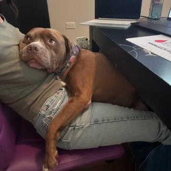 Rescue Pit Bull Terrier Dogs for Adoption in Chicago, Illinois - Poconos | PetCurious