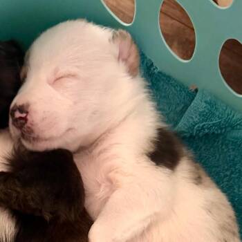 Winnie -  Australian Shepherd and Mixed Breed Dog for Adoption in Evensville, Tennessee - Winnie | PetCurious