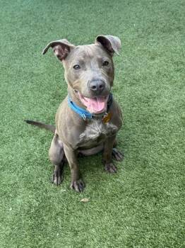 Mixed Breed Dogs Available for Adoption in Dallas, Texas - GWEN | PetCurious