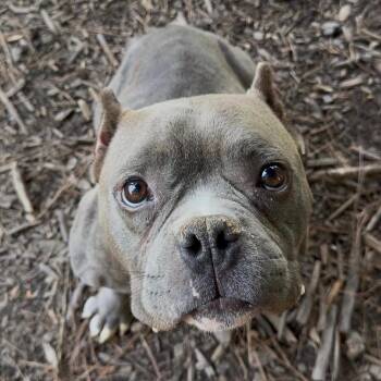 "Kiara" -  Mixed Breed Dog for Adoption in Savannah, Georgia - "Kiara" | PetCurious