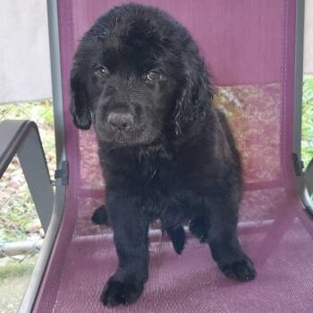 Fabio -  Labrador Retriever and Mixed Breed Dog for Adoption in Hattiesburg, Mississippi - Fabio | PetCurious