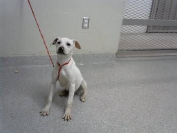 Staffordshire Bull Terrier and Mixed Breed Dogs Available for Adoption - NIGEL | PetCurious