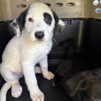 Bullseye -  Retriever and Mixed Breed Dog Available for Adoption in Parrish, Alabama - Bullseye | PetCurious