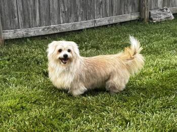 Cupcake -  Corgi and Shih Tzu Dog for Adoption in Lexington, Kentucky - Cupcake | PetCurious