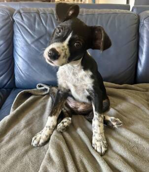 Halley -  Australian Cattle Dog Blue Heeler Dog for Adoption in Crystal Lake, Illinois - Halley | PetCurious