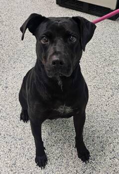 Buddy -  Terrier Dog for Adoption in Athens, Tennessee - Buddy | PetCurious