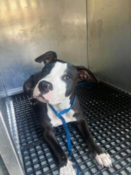 Marley -  Mixed Breed Dog for Adoption in Douglasville, Georgia - Marley | PetCurious