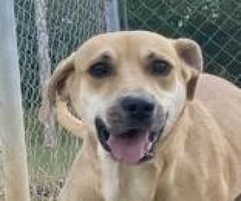 Rescue Coonhound Dogs for Adoption in Glasgow, Kentucky - Sam | PetCurious