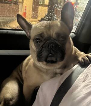 Rescue French Bulldog Dogs for Adoption in Yuba City, California - Chica | PetCurious