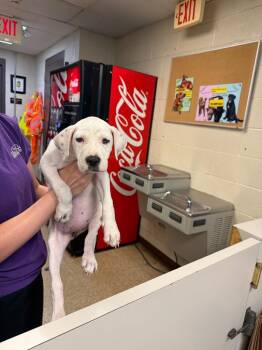 Slablab Lampton III -  Boxer Dog for Adoption in Nacogdoches, Texas - Slablab Lampton III | PetCurious