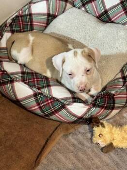 Mixed Breed Dogs Available for Adoption - Thumper | PetCurious