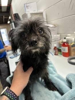 Phyllis -  Cairn Terrier and Mixed Breed Dog for Adoption in Gainesville, Florida - Phyllis | PetCurious