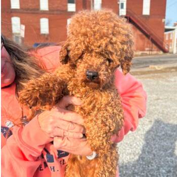 Poodle Dogs Available for Adoption - Cajun | PetCurious