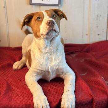 Doocy - Pet of the Week -  Hound and Beagle Dog for Adoption in Atlanta, Texas - Doocy - Pet Of The Week | PetCurious