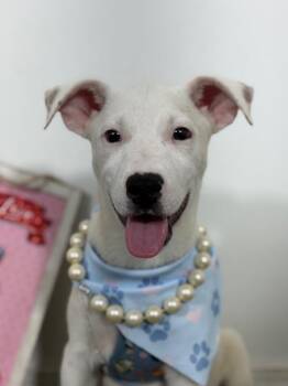 Precious-One of our Amazing Rescue Dogs -  Jack Russell Terrier and Labrador Retriever Dog for Adoption in Carlsbad, California - Precious-One Of Our Amazing Rescue Dogs | PetCurious