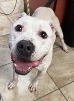 Rescue Mixed Breed Dogs for Adoption in Cincinnati, Ohio - Tank (Actual) | PetCurious