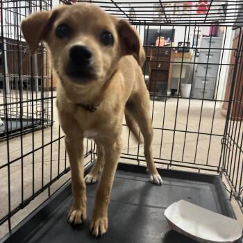 Terrier Dogs Available for Adoption - Cutie | PetCurious