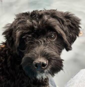 Bling Bling -  Poodle and Terrier Dog for Adoption in New York, New York - Bling Bling | PetCurious