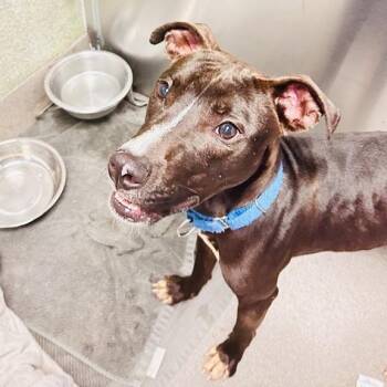 Nacho Party -  Pit Bull Terrier Dog for Adoption in Baltimore, Maryland - Nacho Party | PetCurious