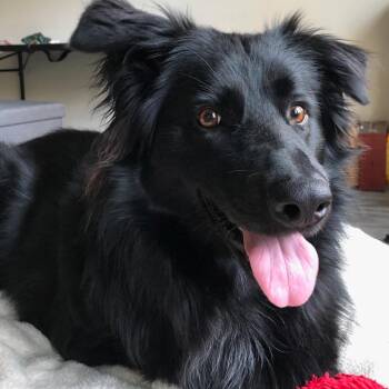 Molly -  Shepherd and Collie Dog for Adoption in Daphne, Alabama - Molly | PetCurious