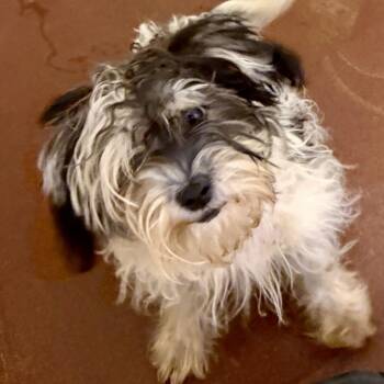 Mimi 10-0201 -  Shih Tzu and Maltese Dog for Adoption in Tyrone, Georgia - Mimi 10-0201 | PetCurious
