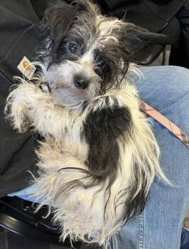 Mixed Breed Dogs Available for Adoption - Janet | PetCurious