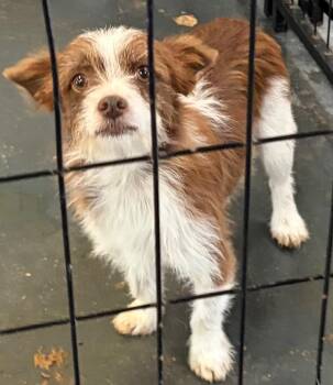 Rigatoni -  Jack Russell Terrier and Wirehaired Terrier Dog for Adoption in St. Augustine, Florida - Rigatoni | PetCurious