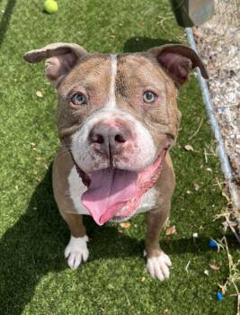 ORTIZ -  American Bulldog Dog for Adoption in Doral, Florida - ORTIZ | PetCurious