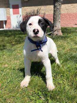 Saint Bernard Dogs Available for Adoption in Maryville, Missouri - Bane Jr | PetCurious