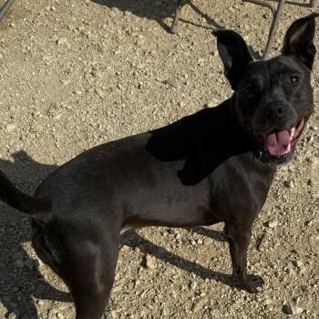 Pit Bull Terrier Dogs Available for Adoption - Holly | PetCurious